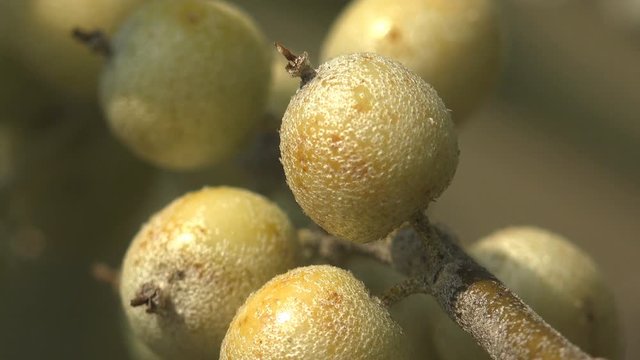 Elaeagnus commutata, Elaeagnus angustifolia, the silverberry or wolf-willow, is a species of Elaeagnus native, Russian olive, oleaster, Persian olive, or wild olive