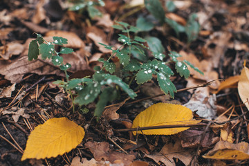 dew on leaves in the forest