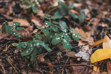 dew on leaves in the forest