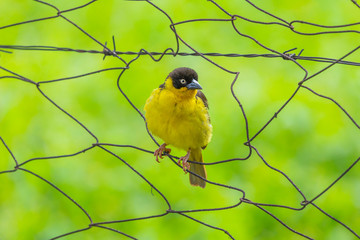 Weaver framed in chainlink