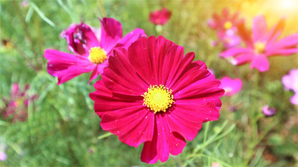 Obraz premium Beautiful cosmos flowers in the morning in Thailand.