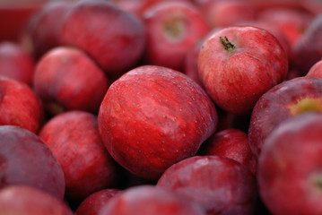 Garden apples beautiful harvest gather. Summer autumn garden. Delicious tasty fruits. Apple red green growth. Natural plant gardening, horticulture, nursery-garden, garden tillage Red green background