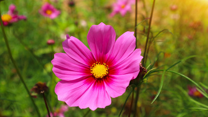 Obraz premium Beautiful cosmos flowers in the morning in Thailand.