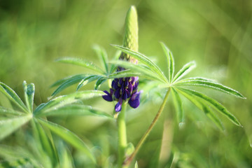 flowers screen saver