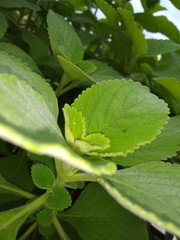 green leaf with water drops