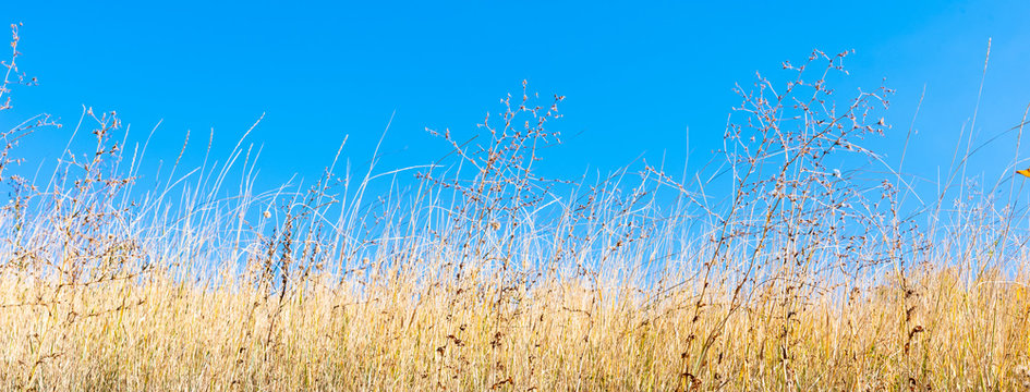 Field of dry yellow grass close-up and blue sky in the background, copy  space Stock Photo | Adobe Stock