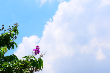 真夏のブーゲンビリア