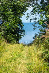 Fototapeta premium The road to the sea through the forest