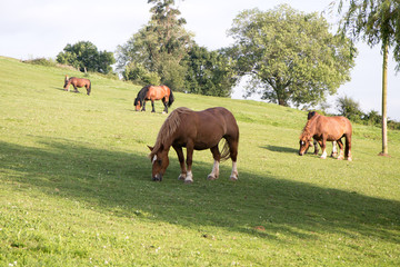 Naklejka na ściany i meble wild horses in the field