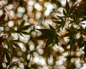 Close up of an Acer leaf in autumn