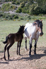 Obraz premium wild horses in the field