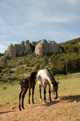 Fototapeta premium wild horses in the field