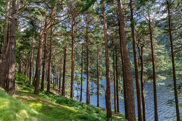 Naklejka premium Pine forest on the lake road in Glendalough Upper lake.