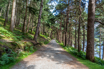 Fototapeta na wymiar Pine forest on the lake road in Glendalough Upper lake.