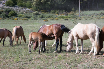 Obraz na płótnie Canvas wild horses in the field