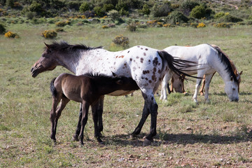 wild horses in the field