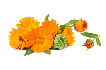 marigold flowers with green leaf isolated on white background. calendula flower.
