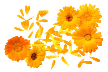 marigold flowers with petals isolated on white background. calendula flower. top view - obrazy, fototapety, plakaty