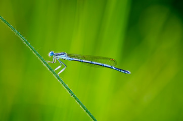 dragonfly macro foto