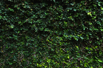Green leaf wall texture background. Vine on the wall.