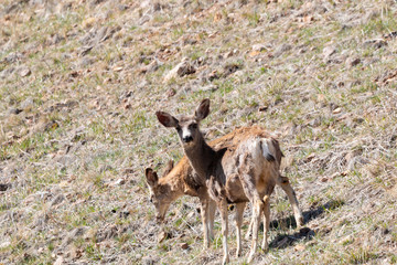 Herd of Mule Deer in the Sun