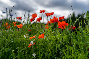 Obraz na płótnie Canvas Flowers in the field on a cloudy day in Ireland.