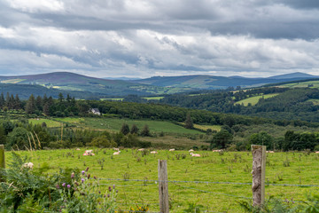 Fototapeta na wymiar Wicklow way landscape with some sheeps.