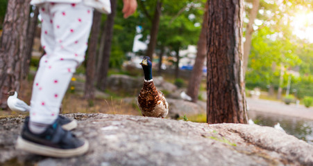 Kleines Kind füttert Stockente. Little child feeding duck.