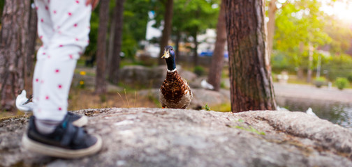 Kleines Kind füttert Ente. Little child feeding duck.