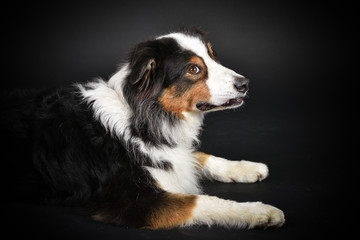 dreifarbiger australian shepherd Hund im Fotostudio
