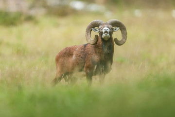 Mouflon buck in field with tall grass.