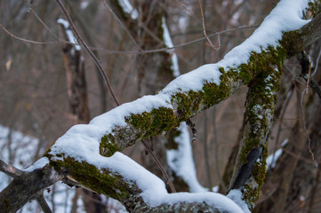 frozen branches covered with snow