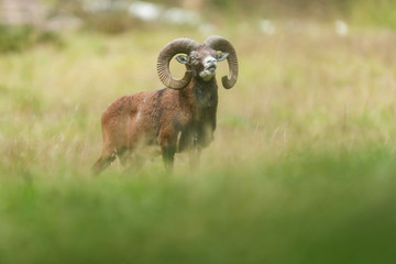 Mouflon buck in field with tall grass.