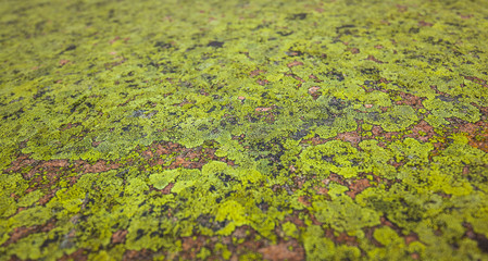 Grüne Textur. Moos auf rotem Stein. Green texture. Green moss on red rock.