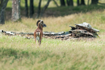 Mouflon buck stands in forest meadow.