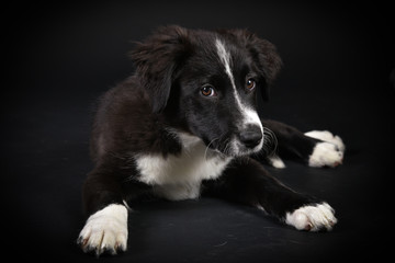 australian shepherd Süßer Hundewelpe im Studio mit schwarzem Hintergrund