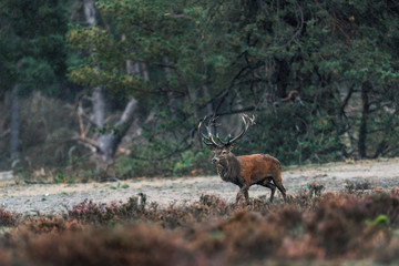 Red deer stag in rain in heather landscape.