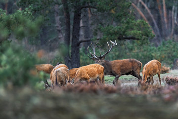 Red deer stag between group of females in rain.