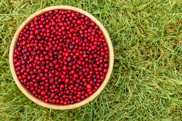 Red lingonberries in a round wooden plate on a background of green grass
