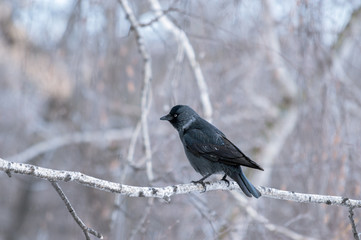 black crow sits on a tree branch in winter