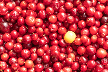 Red lingonberries in a round wooden plate on a background of green grass