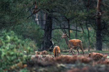 Two red deer doe in rainy heather landscape.