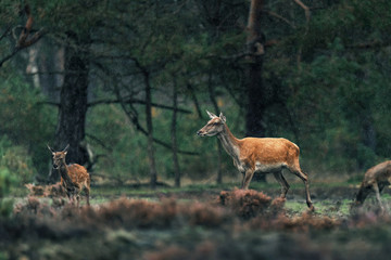 Three red deer doe in rainy heather landscape.