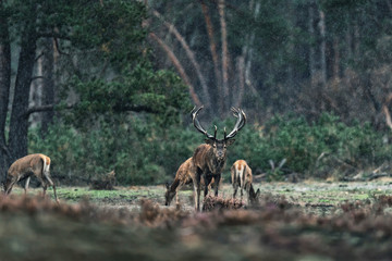 Red deer stag and group of females in rain.