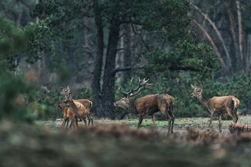 Naklejka na ściany i meble Red deer stag and group of females in rain.