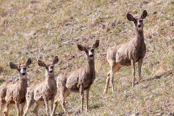 Herd of Mule Deer in the Sun