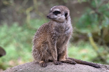Naklejka na ściany i meble Sitting Meerkat (stokstaartje) in the zoo. these are fun moving animals and photogenic