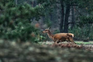 Red deer doe in rainy heather landscape.