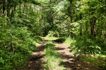 Obraz premium w lesie