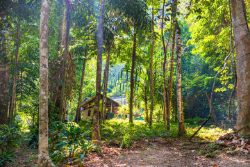 View of traditional wooden house among tropical jungle forest with green trees